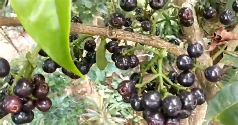igot fruit in tagalog|Exotic Philippine Fruits, Bicol Baligang Fruit/FilipinoEggrolls.